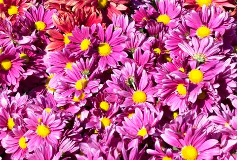 Pink flowers Stock Photos