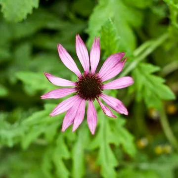 Pink flowers Stock Photos
