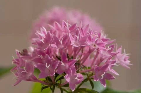 Pink flowers Stock Photos