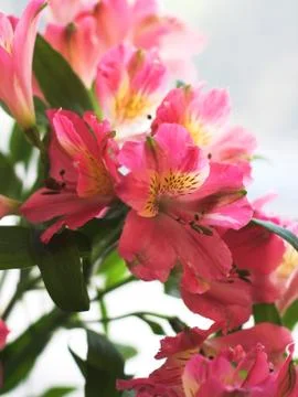 Pink flowers Stock Photos