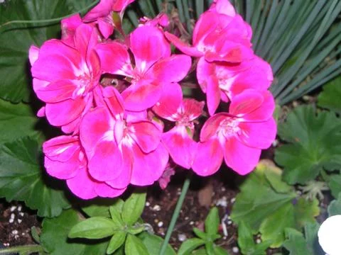 Pink Flowers Stock Photos