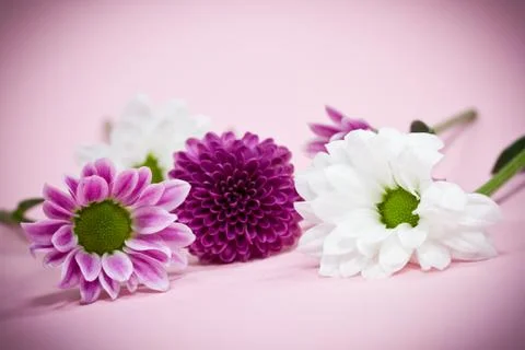 Pink flowers Foto stock
