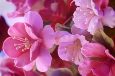 Pink flowers Stock Photos
