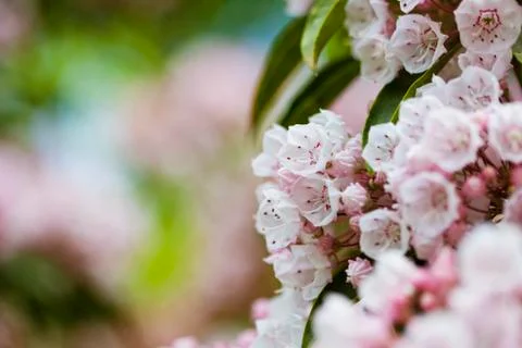 Pink flowers Foto stock