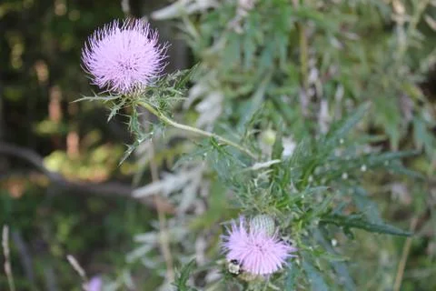 Pink flowers Stock Photos