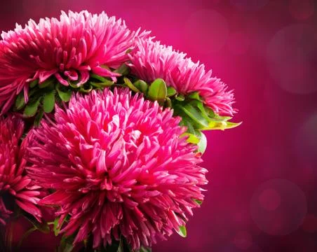 Pink flowers Stock Photos