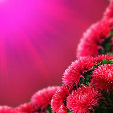 Pink flowers Stock Photos
