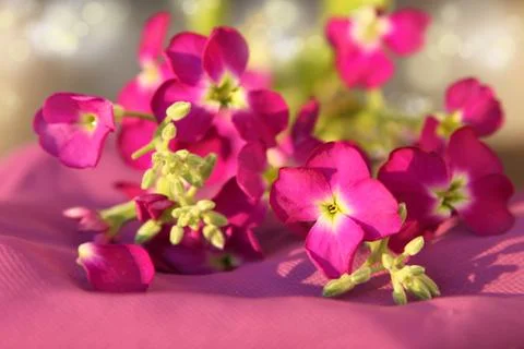Pink flowers Foto stock