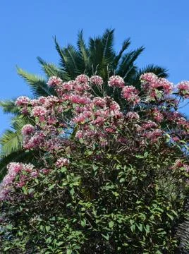 Pink flowers Stock Photos