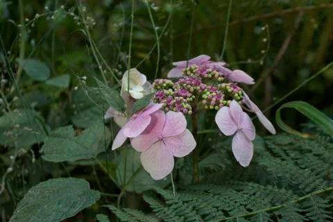 Pink Flowers Stock Photos