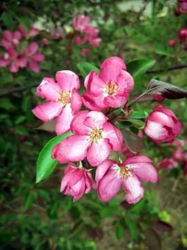Pink flowers Stock Photos