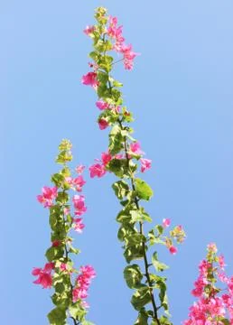 Pink flowers. Stock Photos