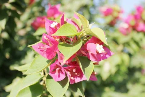 Pink Flowers Stock Photos