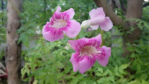 Pink Flowers Stock Photos