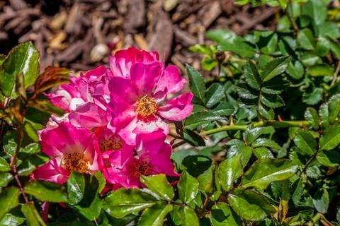 Pink Flowers Фото