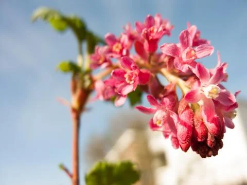 Pink Flowers Stock Photos
