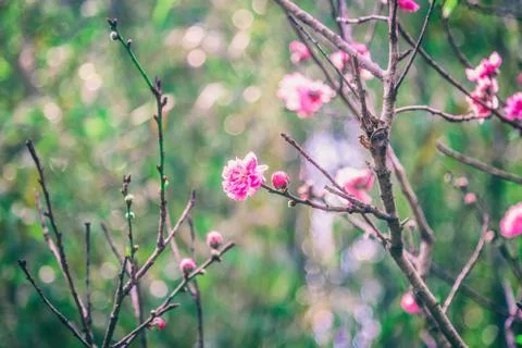 Pink flowers Stock Photos