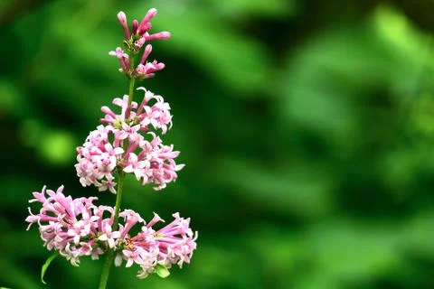 Pink flowers Stock Photos