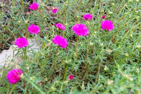Pink flowers Stock Photos