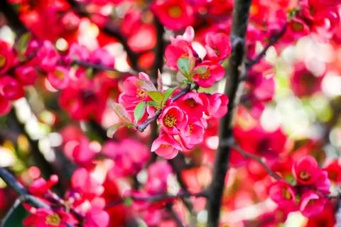 Pink Flowers Stock Photos