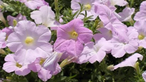 Pink flowers Foto stock