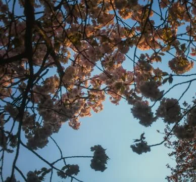 Pink flowers Foto stock