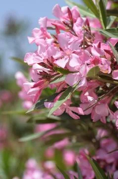 Pink Flowers Stock Photos