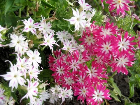 Pink flowers Stock Photos