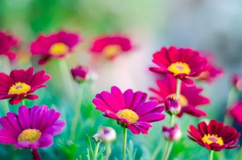 Pink Flowers Stock Photos
