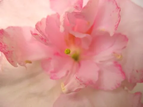 Pink flowers Stock Photos