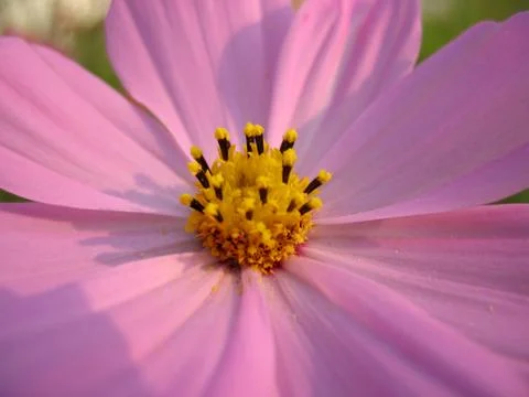 Pink flowers Stock Photos