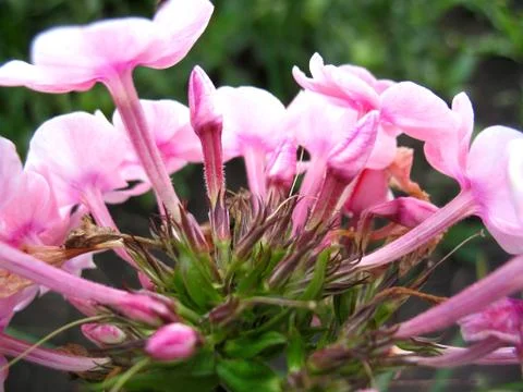 Pink flowers Stock Photos