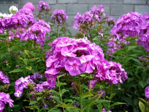 Pink flowers Stock Photos