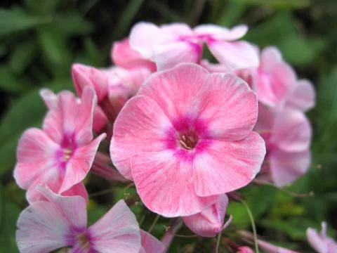 Pink flowers Stock Photos