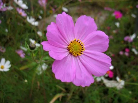 Pink flowers Stock Photos