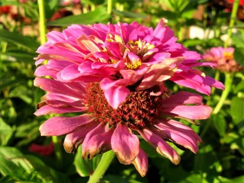 Pink flowers Stock Photos