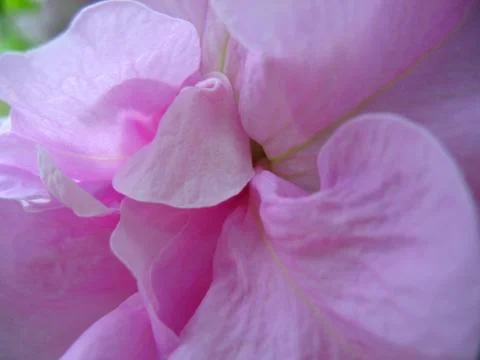 Pink flowers Stock Photos