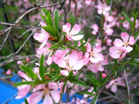 Pink flowers Stock Photos