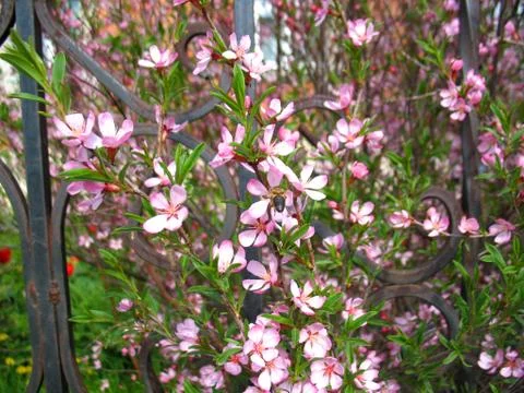 Pink flowers Stock Photos