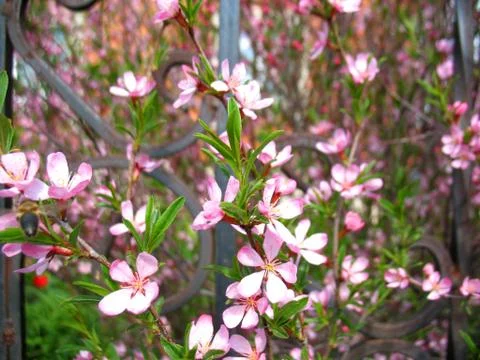 Pink flowers Stock Photos
