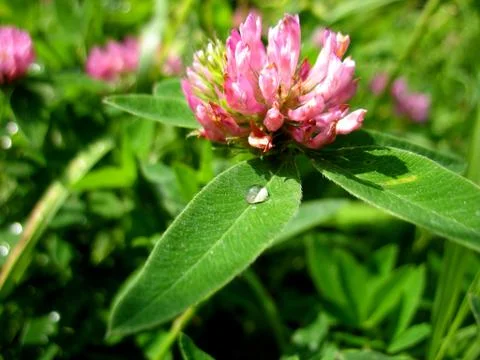 Pink flowers Stock Photos