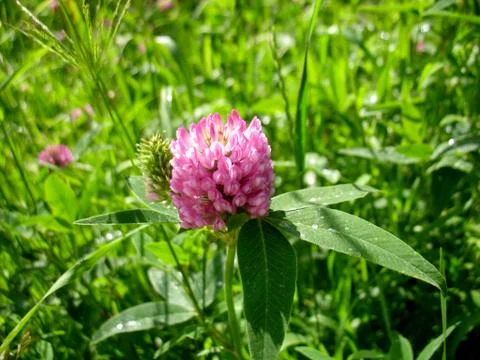Pink flowers Stock Photos