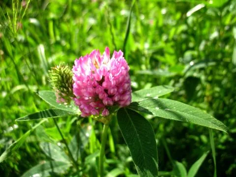 Pink flowers Stock Photos