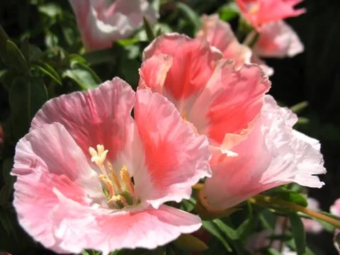 Pink flowers Stock Photos