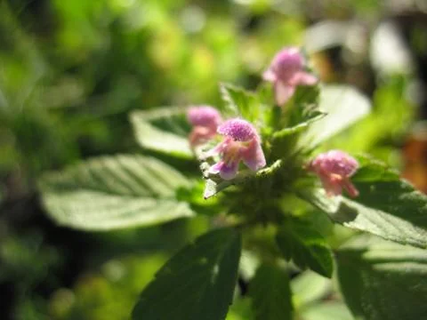 Pink flowers Stock Photos