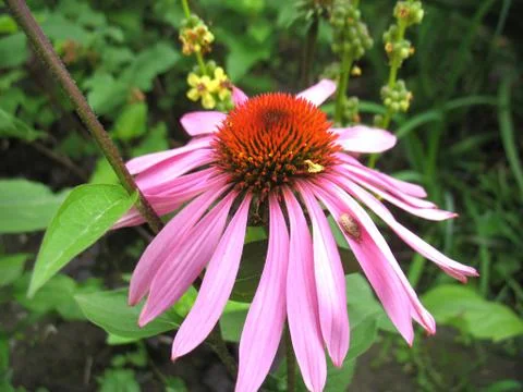 Pink flowers Stock Photos