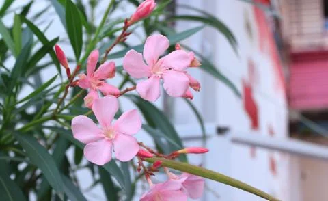 Pink flowers Stock Photos