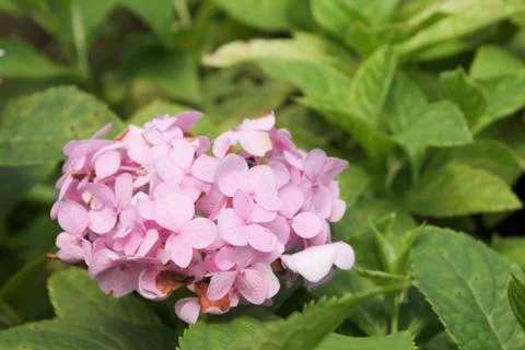 Pink flowers Stock Photos