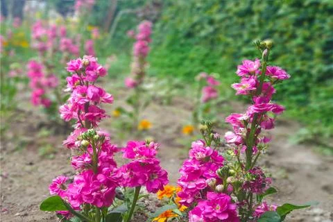 Pink flowers Stock Photos