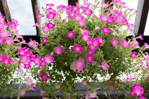 Pink flowers Stock Photos